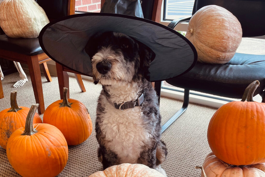 Dr. Derrick Lensgraf's dog wearing Halloween hat